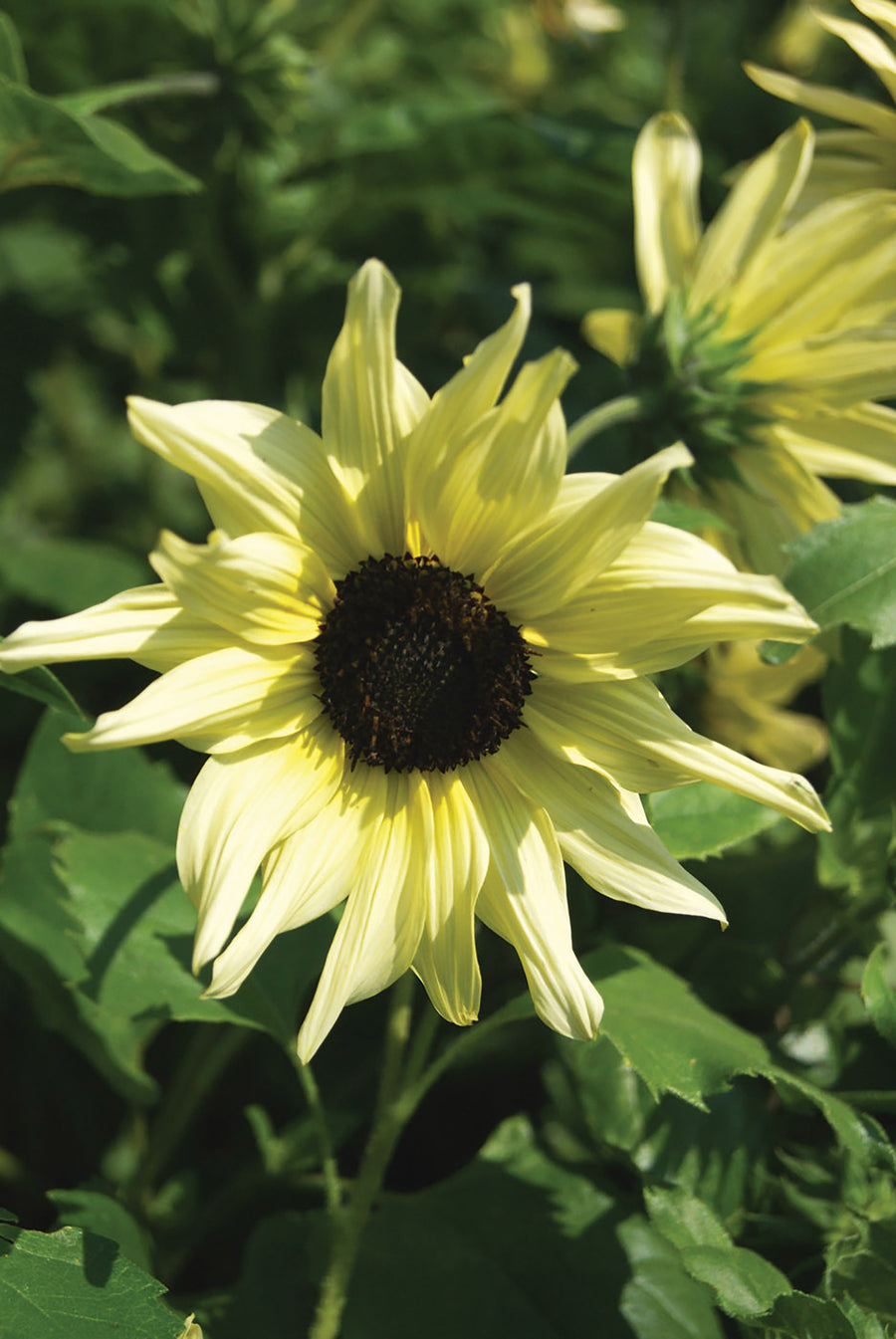 Helianthus, IceCream