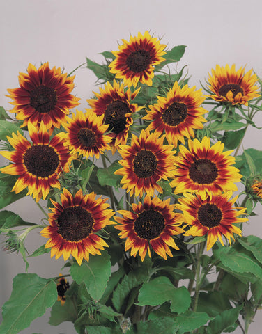Helianthus, Ring of Fire