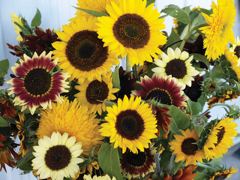Helianthus, Sunflower Mixture