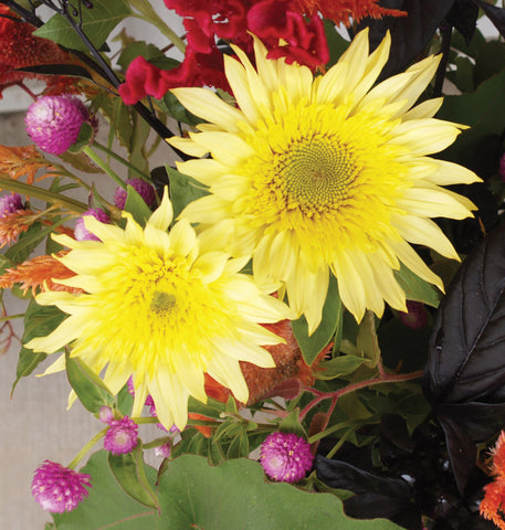 Helianthus, Lemon Aura :DC