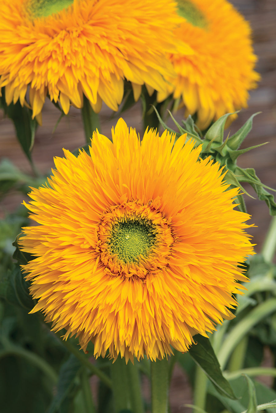 Sunflower, Double Sunking