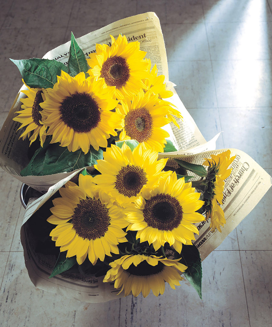 Helianthus, Sunrich Lemon Hybrid