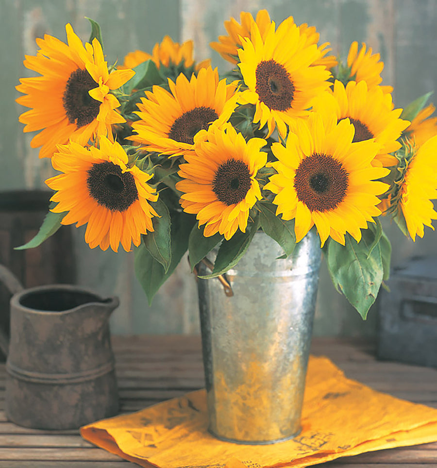 Helianthus, Sunrich Summer Orange