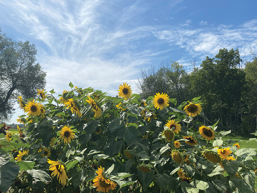 Sunflower, American Giant