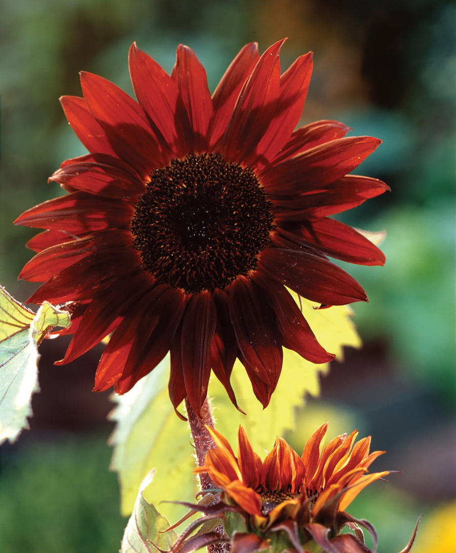 Helianthus, Claret Hybrid