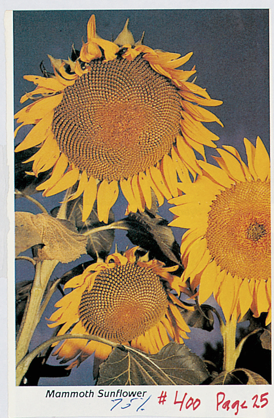 Sunflower, Large Grey Stripe