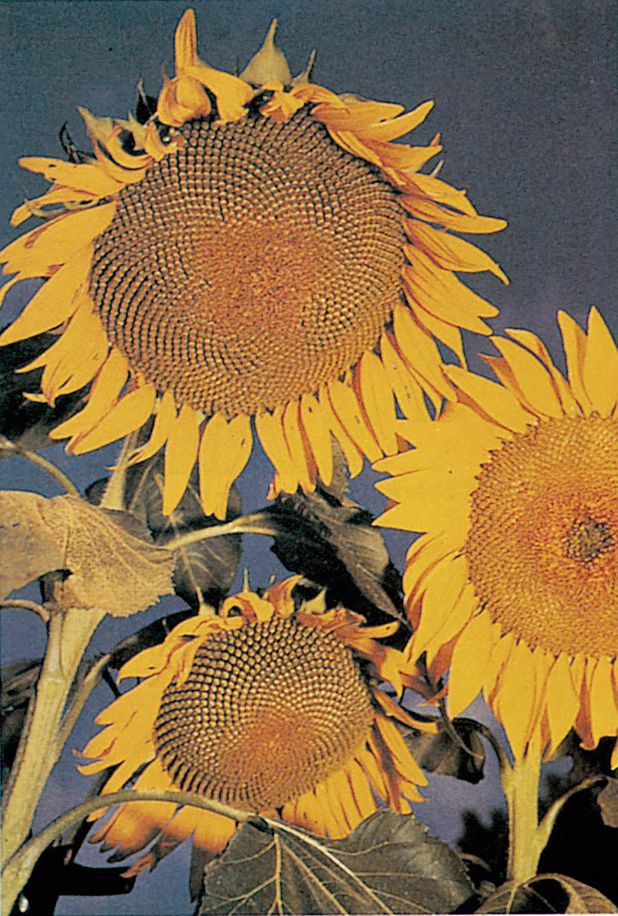 Sunflower, Large Grey Stripe