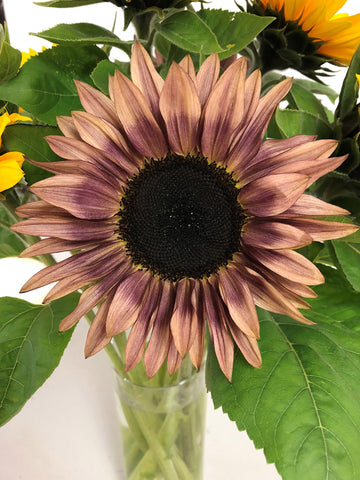 Sunflower, Procut Plum