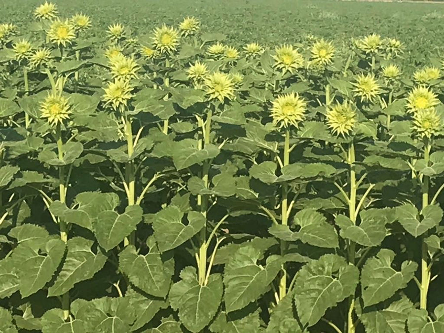 Sunflower, Sunfill Green