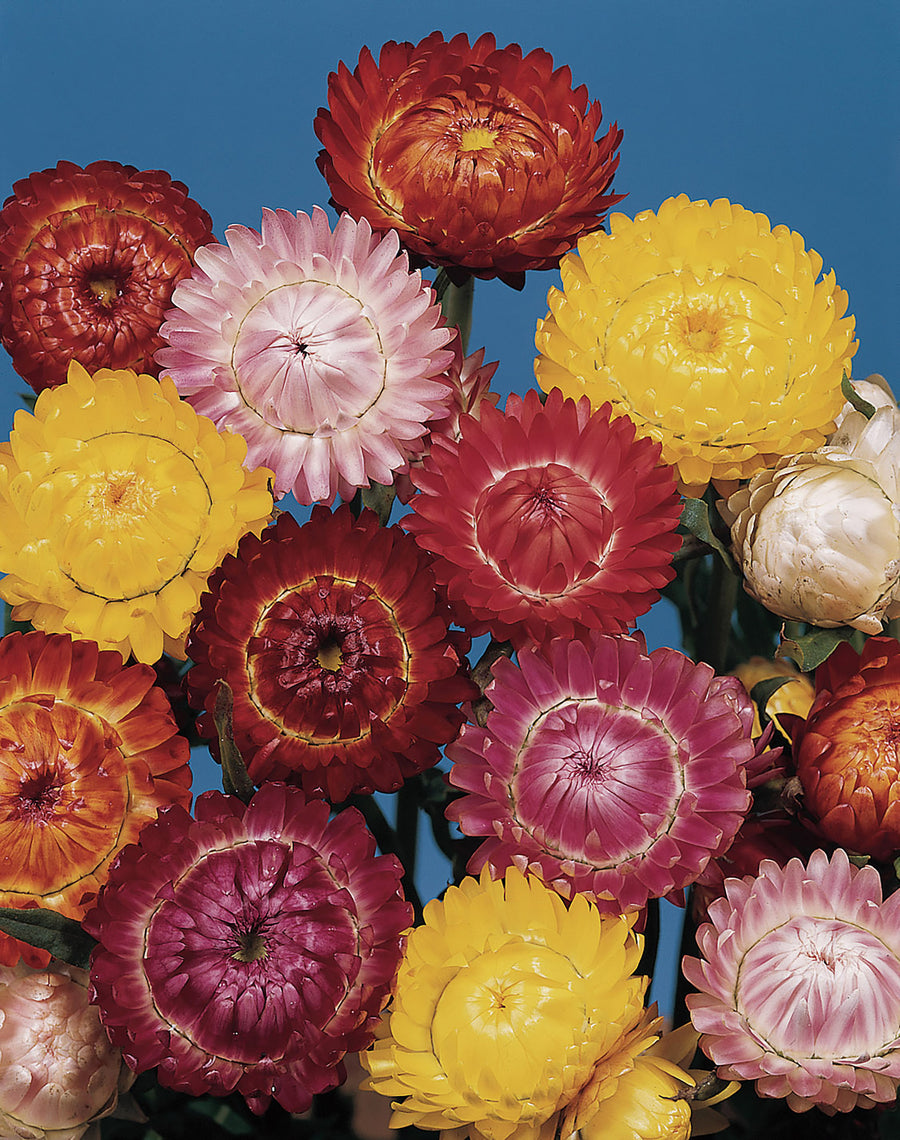 Helichrysum, Swiss Giants Mix