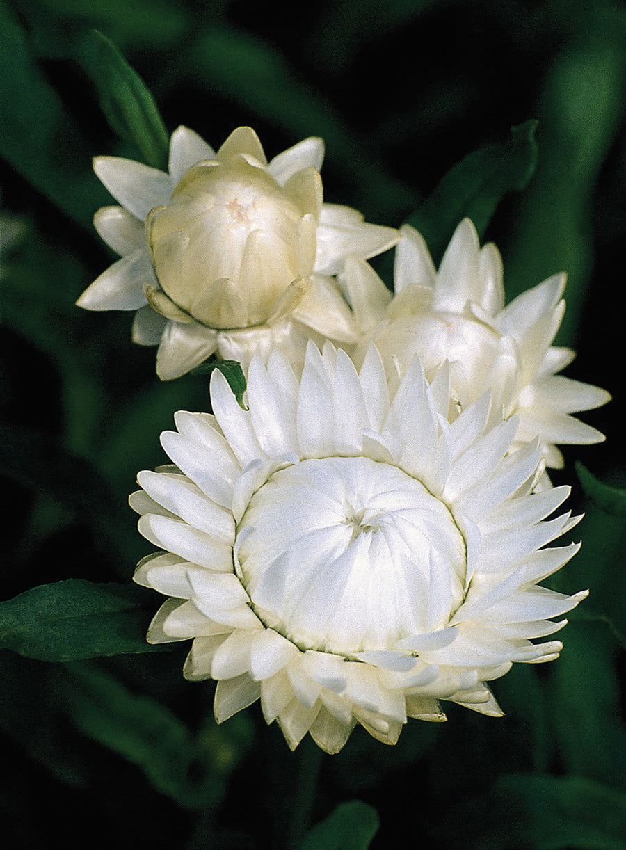 Helichrysum, Swiss Giants White