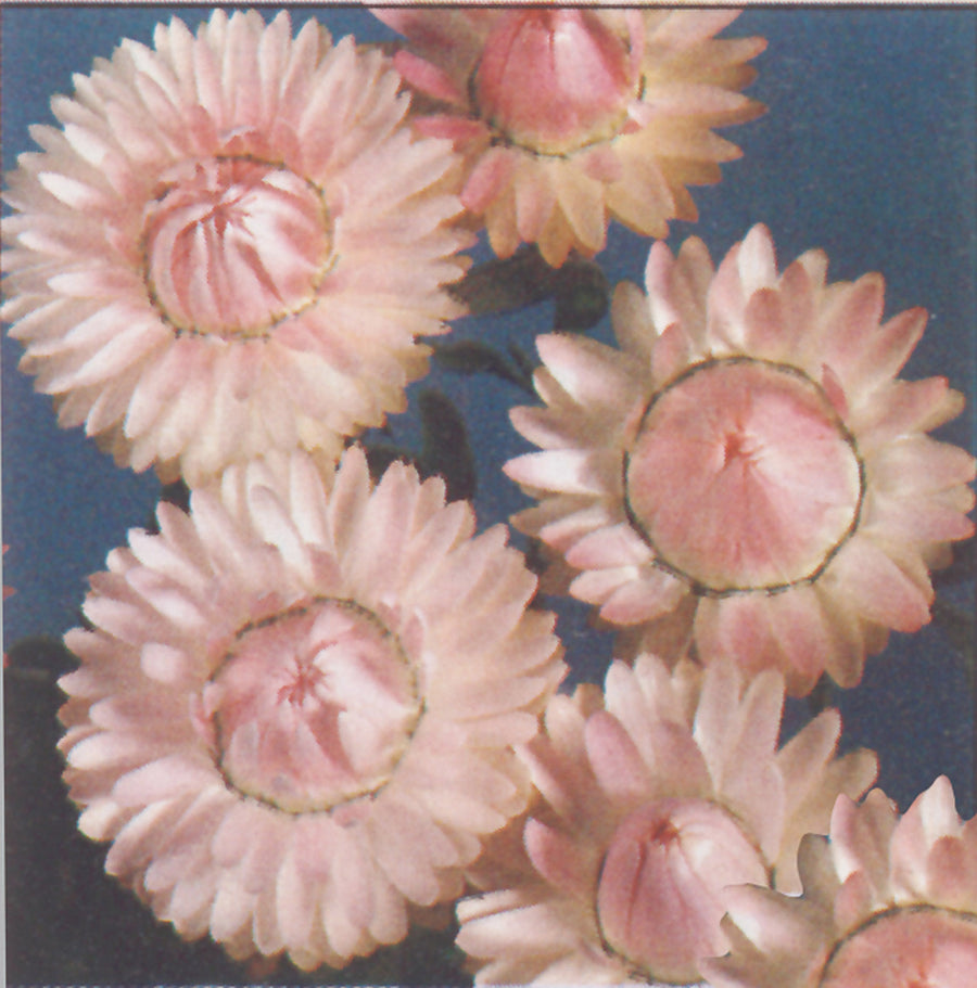 Helichrysum, Swiss Giants Silvery Rose