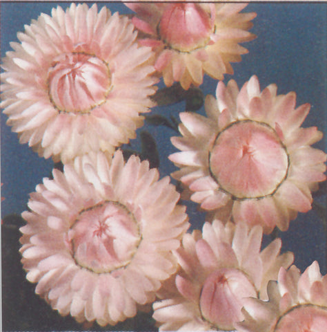 Helichrysum, Swiss Giants Silvery Rose