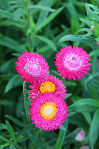 Helichrysum, Swiss Giants Bright Rose