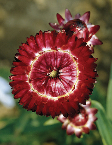 Helichrysum, Swiss Giants Burgundy