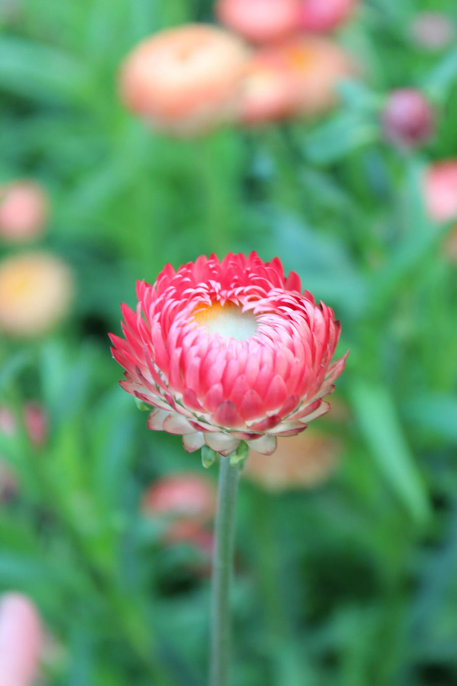 Helichrysum, Swiss Giants Apricot-Salmon