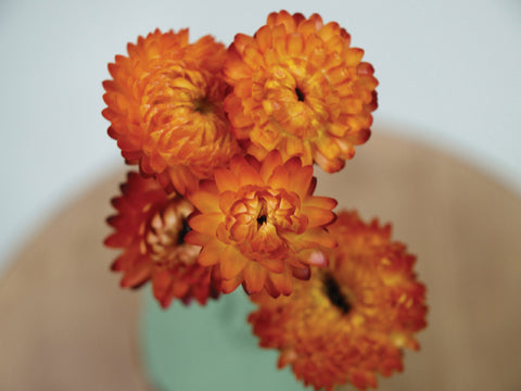 Helichrysum, Swiss Giants Orange