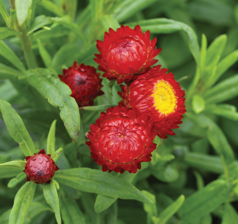 Helichrysum, Swiss Giants Fireball Red