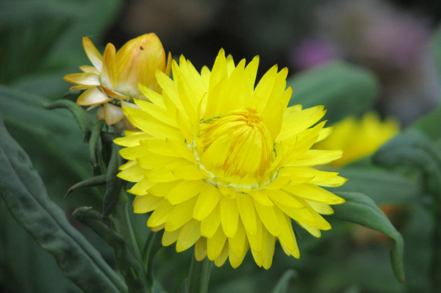 Helichrysum, Swiss Giants Lemon Yellow