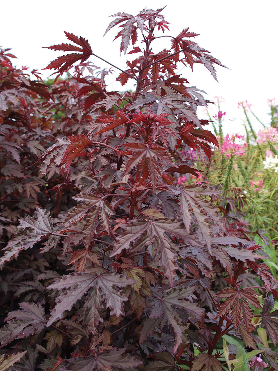 Hibiscus, Mahogany Splendor