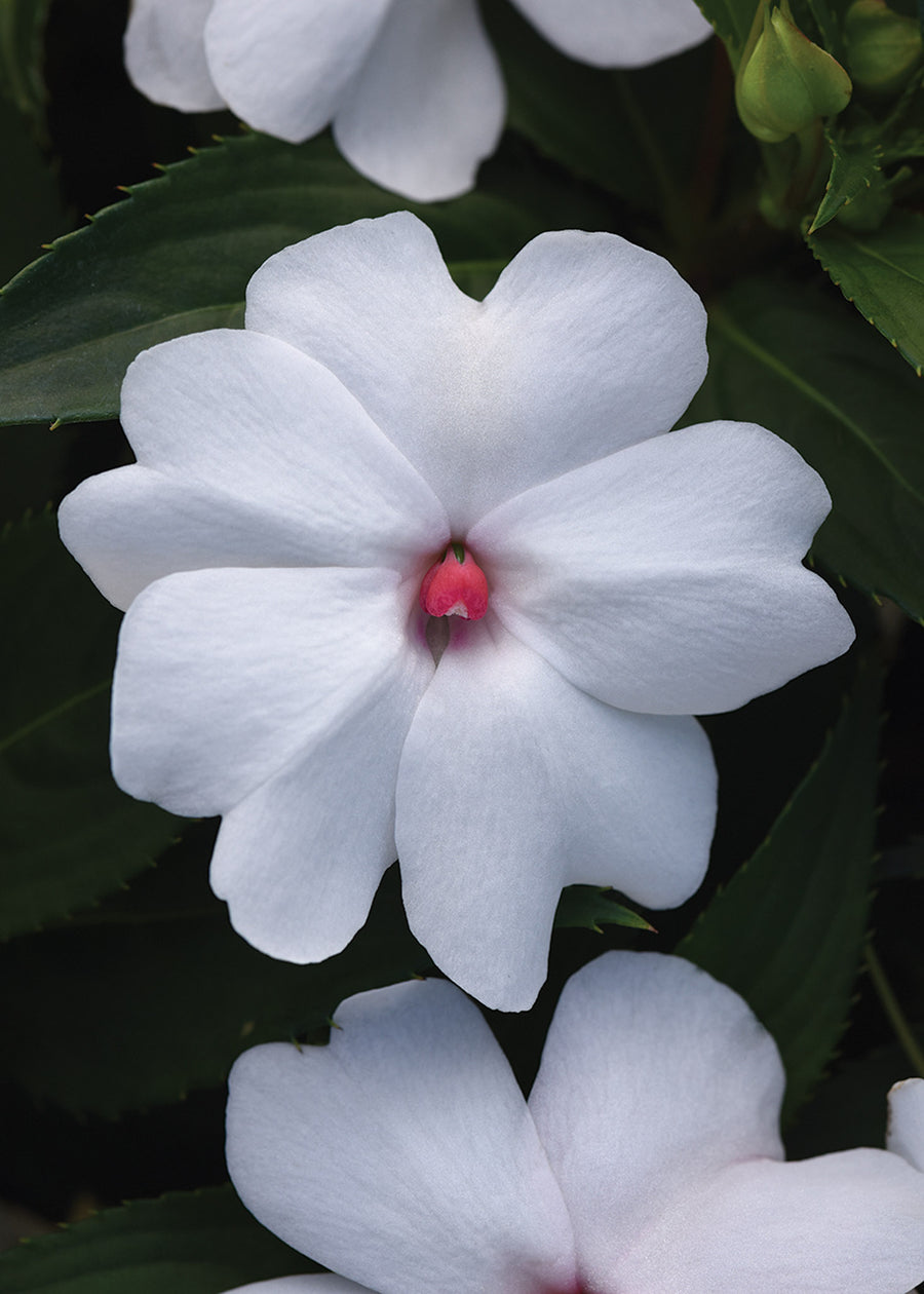 Impatiens, White Shimmer