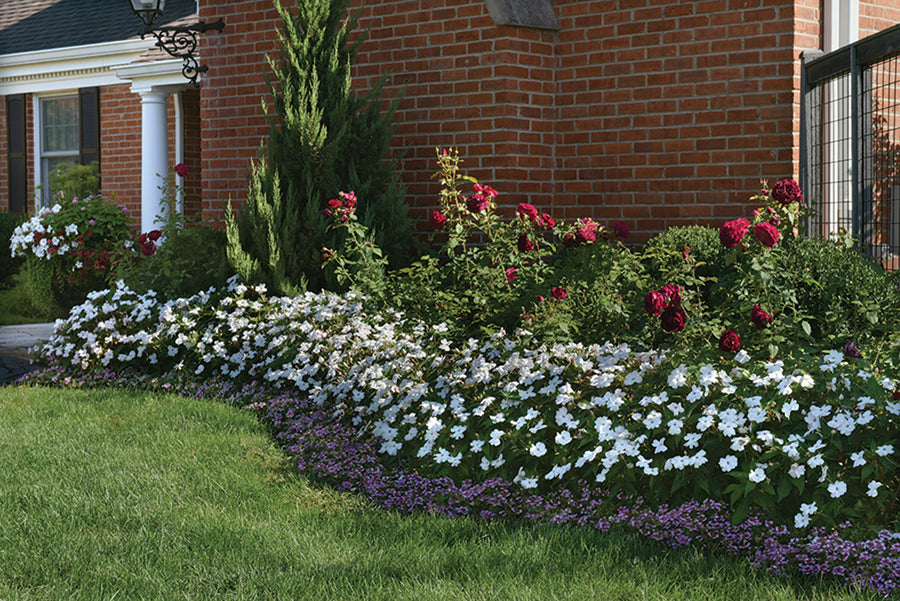 Impatiens, White Shimmer