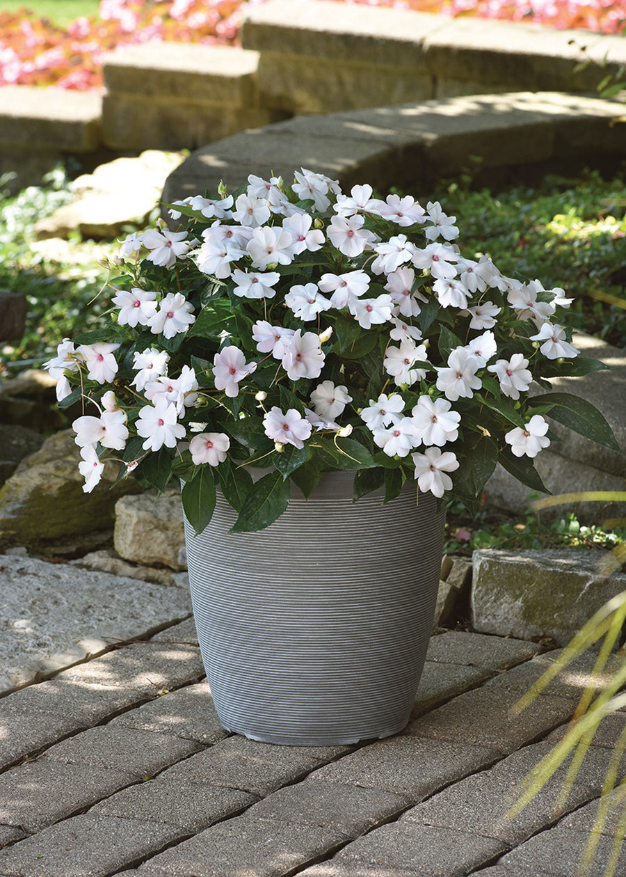 Impatiens, White Shimmer