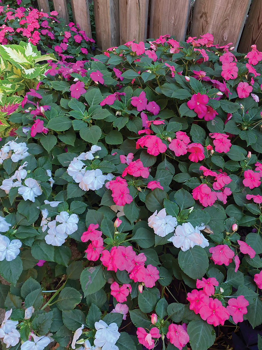 Impatiens, Portland Beacon Mix