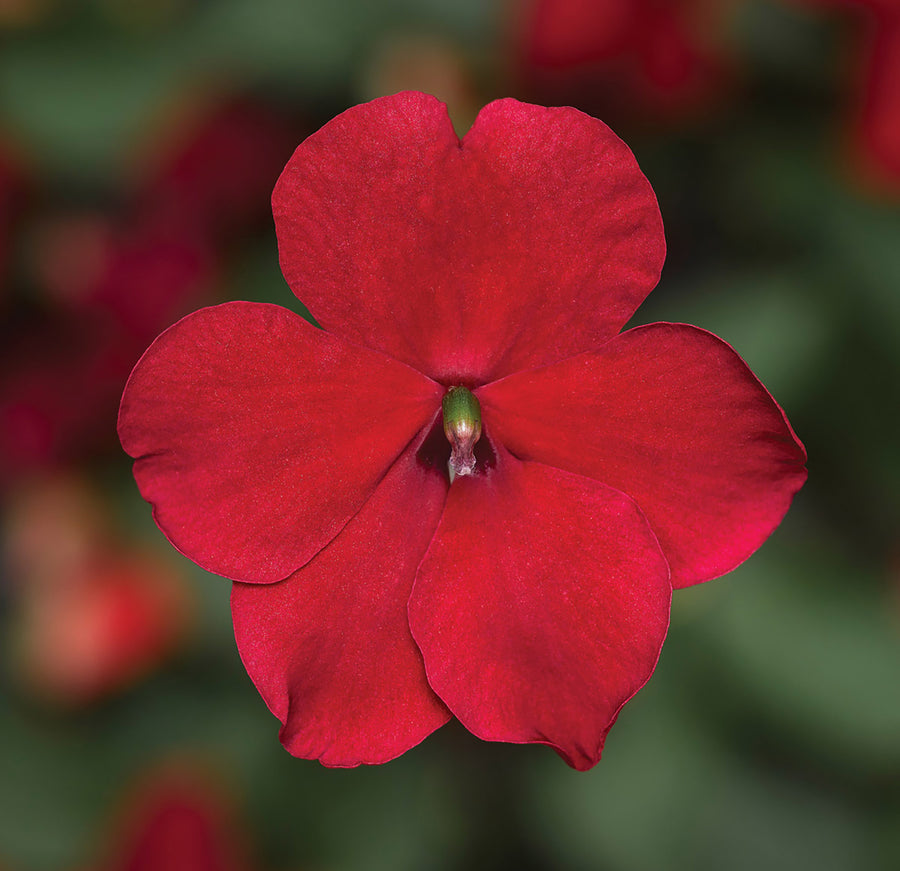 Impatiens, Imara Red Improved