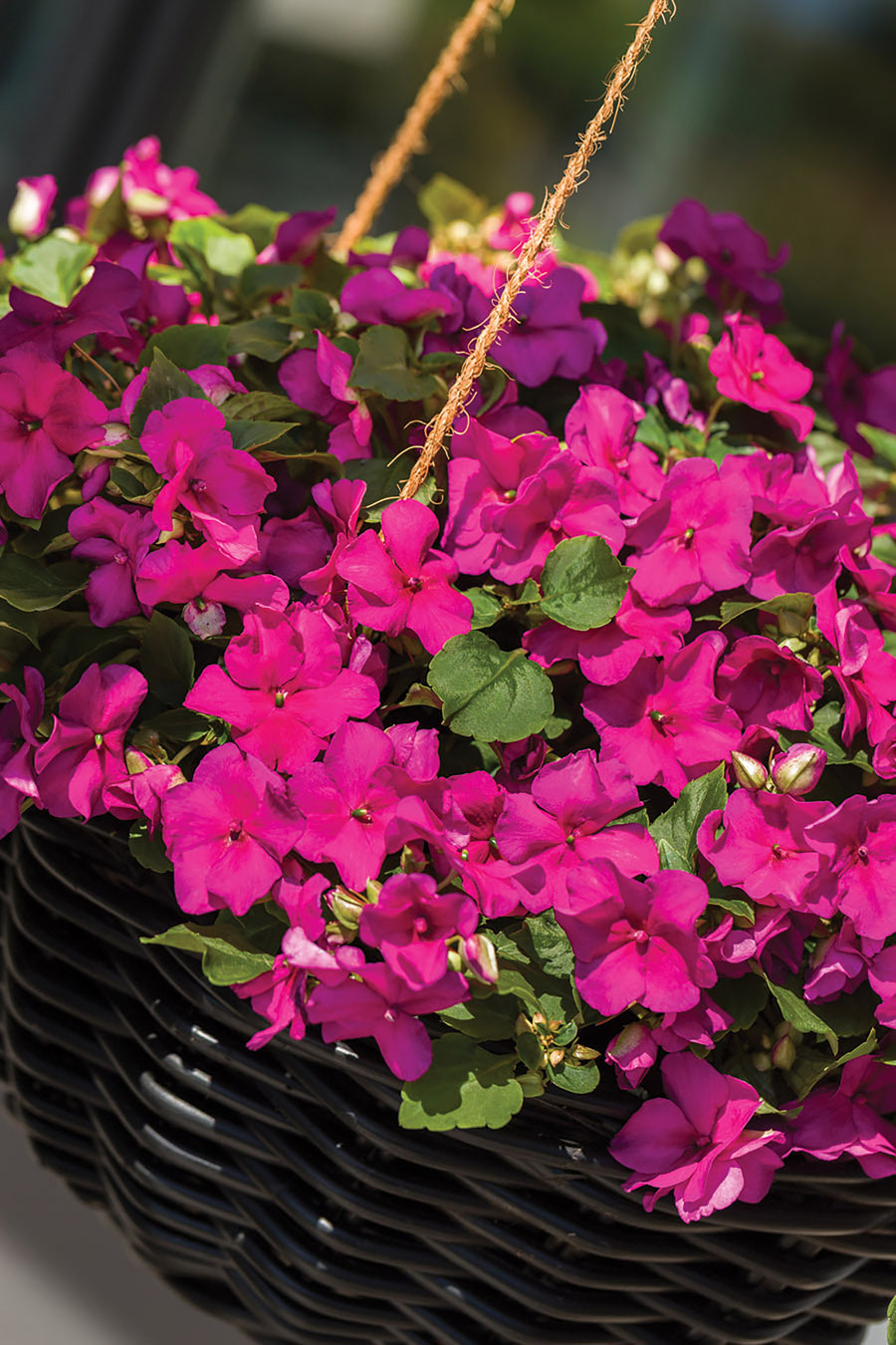 Impatiens, Imara Purple Improved