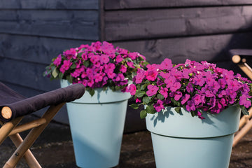 Impatiens, Imara Purple Improved