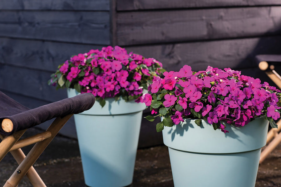 Impatiens, Imara Purple Improved