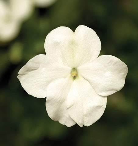 Impatiens, Imara White