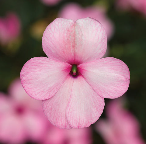 Impatiens, Imara Pink