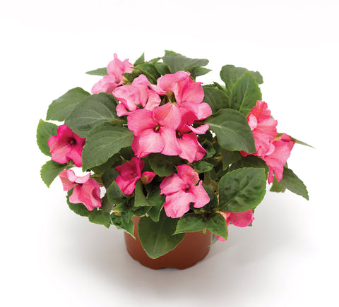 Impatiens, Imara Pink