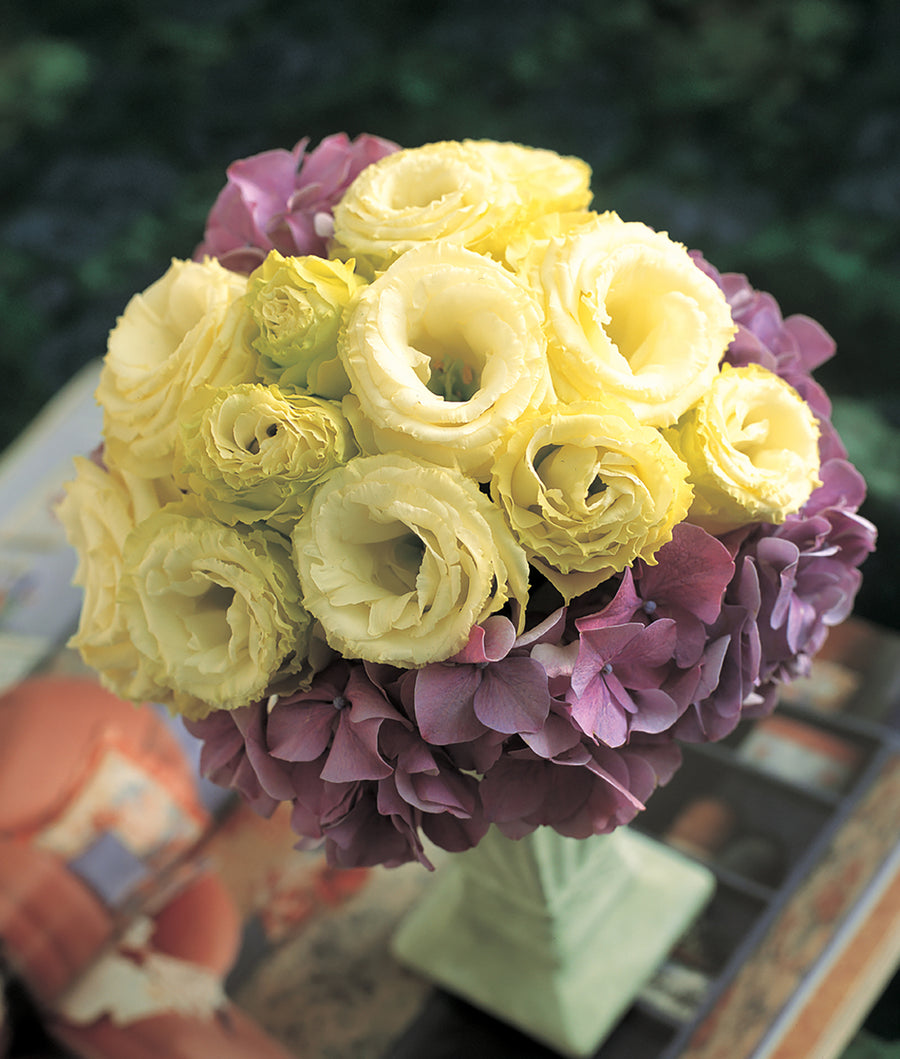 Lisianthus, Arena Gold