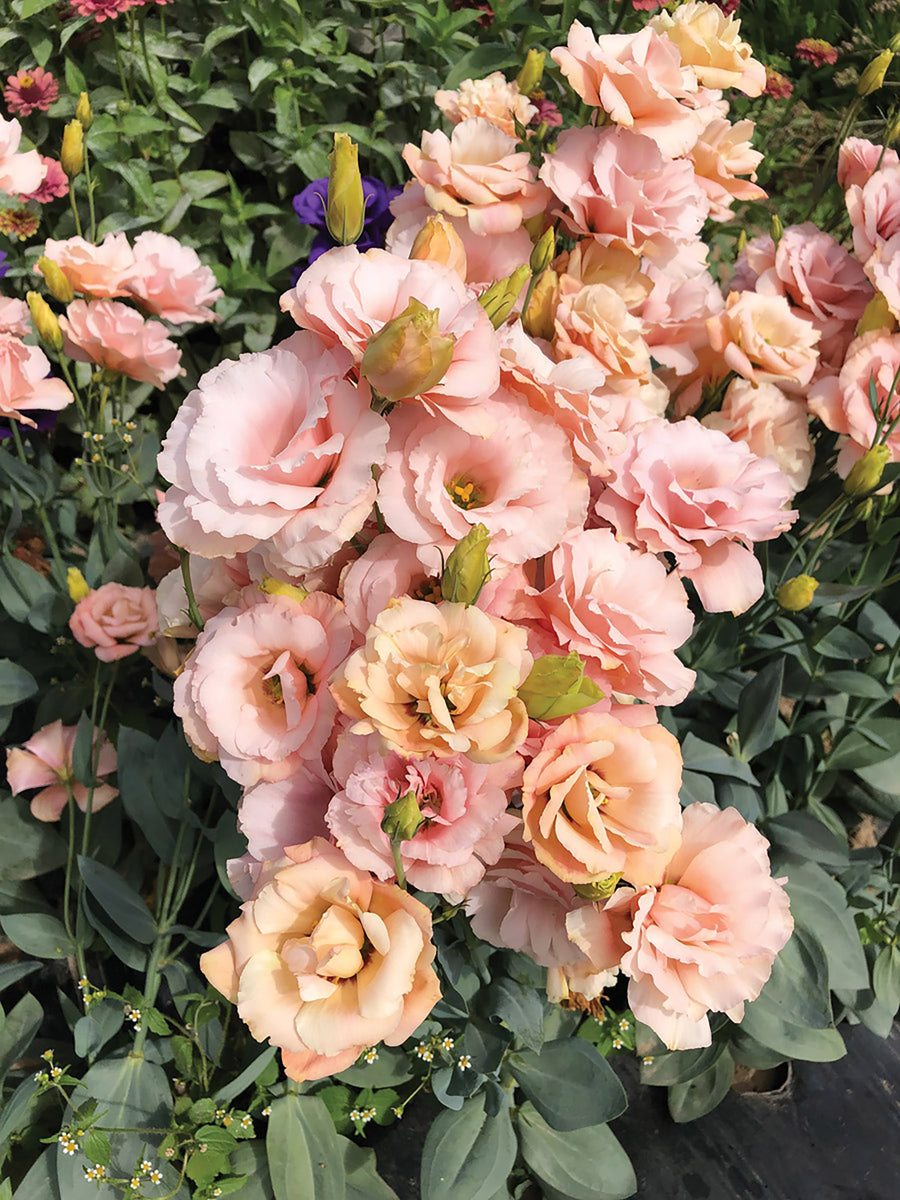 Lisianthus, Arena Apricot