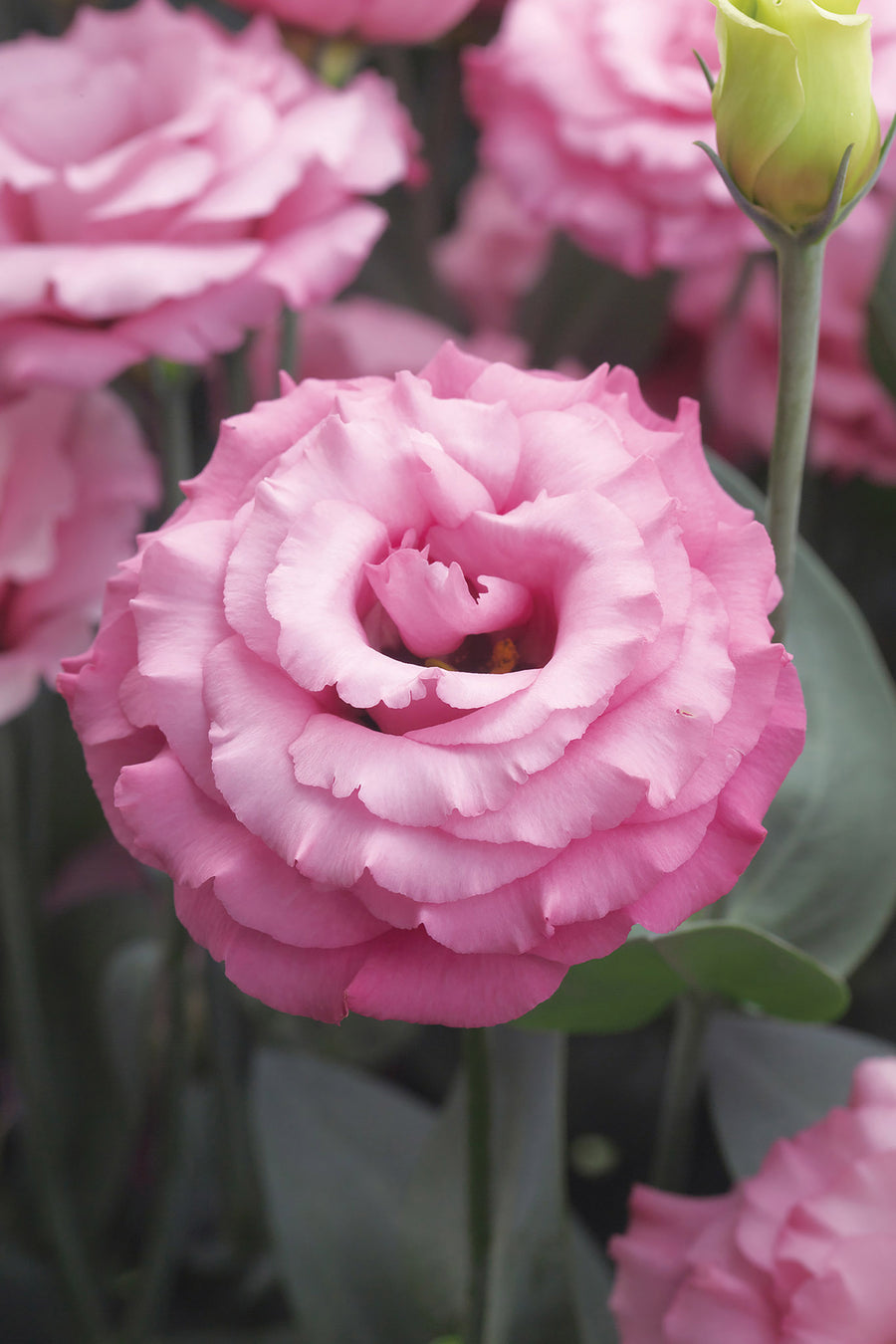 Lisianthus, Jolly Pink