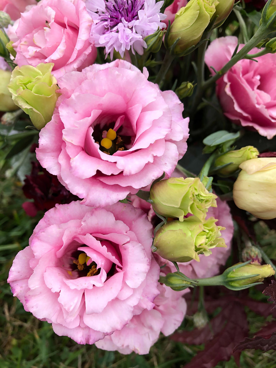 Lisianthus, Jolly Pink