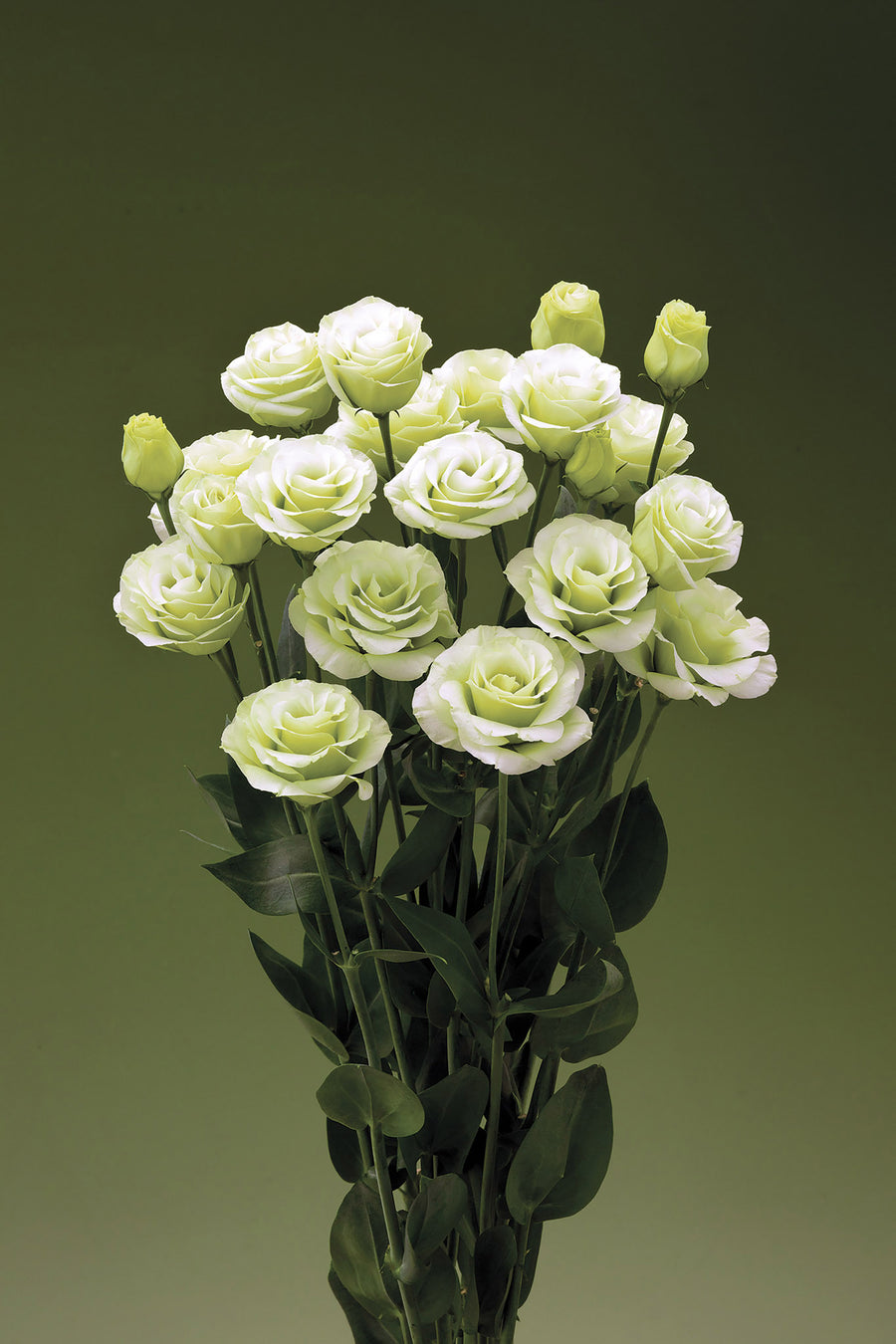 Lisianthus, Croma Green