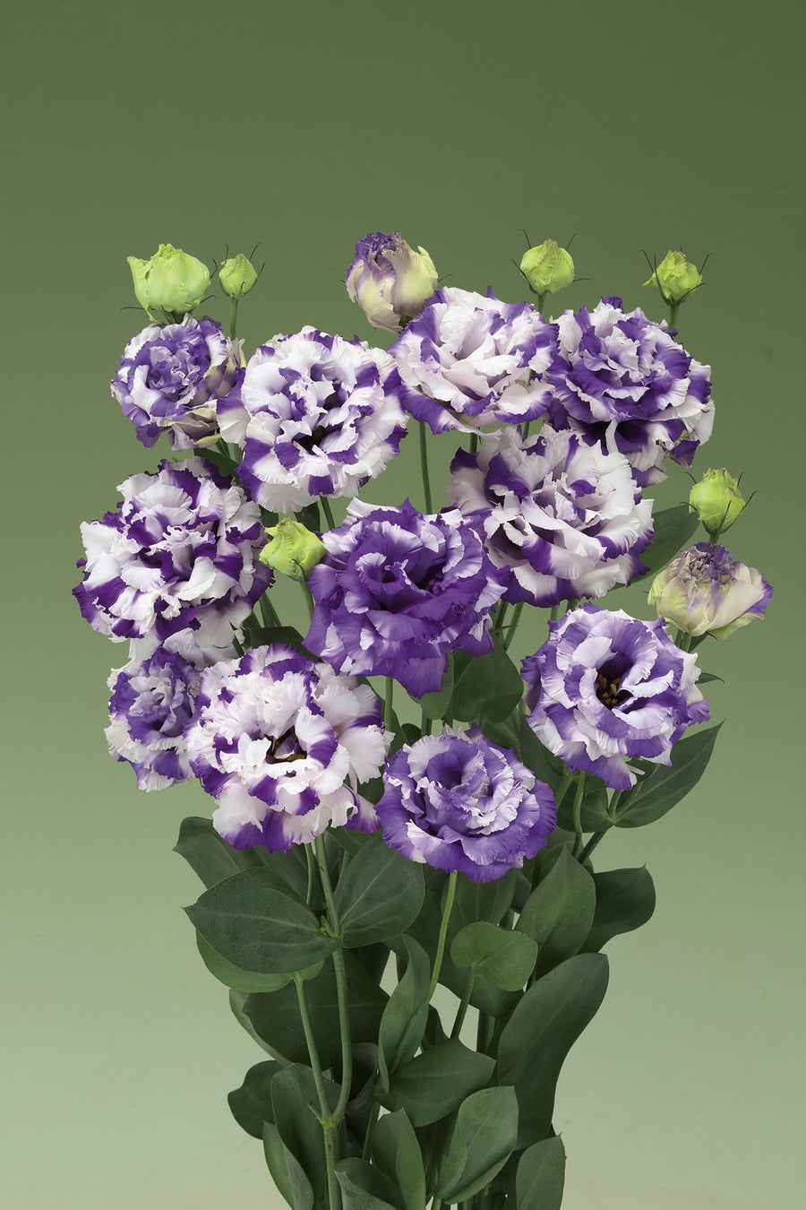 Lisianthus, Corelli Delft Blue