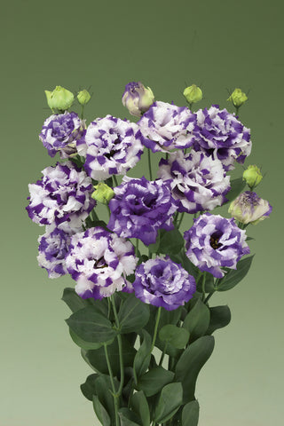 Lisianthus, Corelli Delft Blue