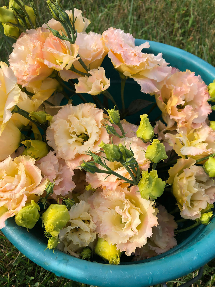 Lisianthus, Voyage Champagne