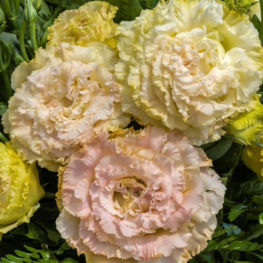 Lisianthus, Voyage Champagne