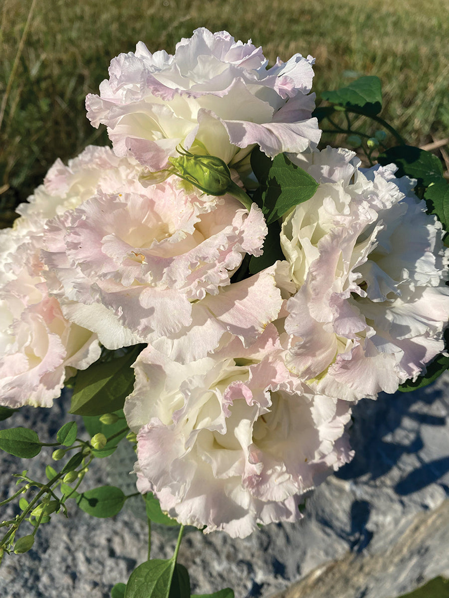 Lisianthus, Voyage First Love