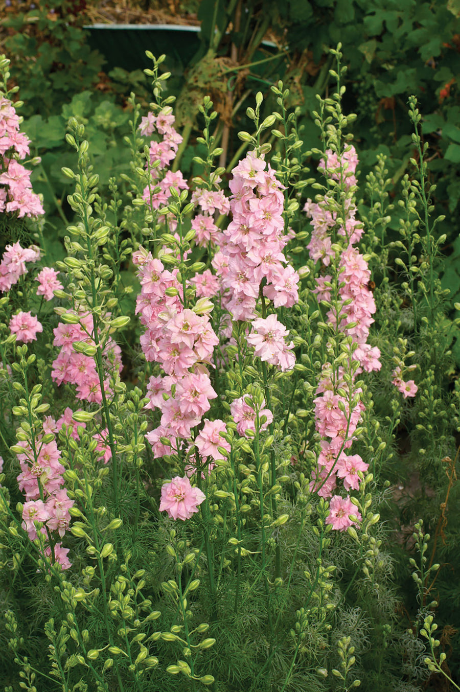 Larkspur, QIS Light Pink