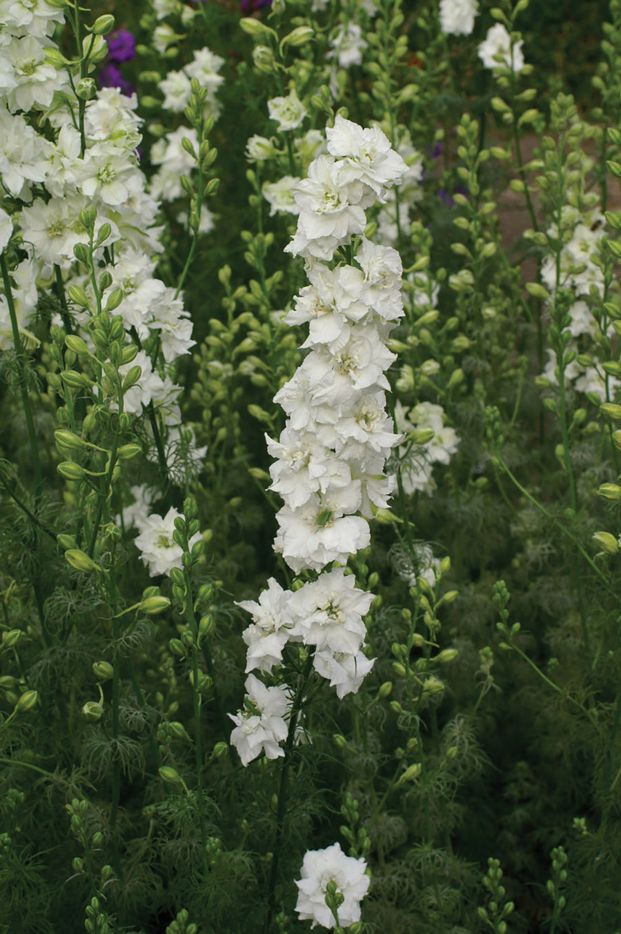 Larkspur, QIS White