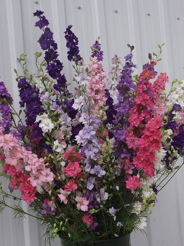 Larkspur, QIS Formula Mixture