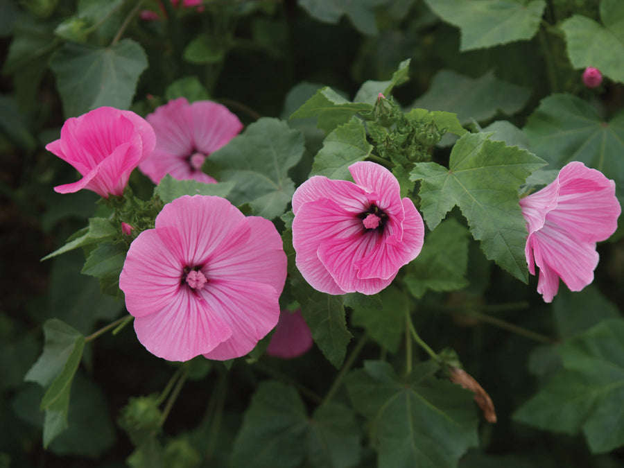 Lavatera, Silver Cup