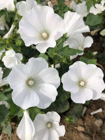 Lavatera, Patio White